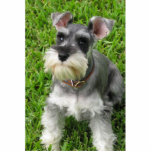 Photo Sculpture Chiffre 3-D Schnauzer miniature<br><div class="desc">Cet adorable mini schnauzer est fait pour ressembler à la vie en étant 3D. Fonctions de décoration principalement. Également disponible dans un ornement,  une épingle et un aimant. Surprenez quelqu'un avec un cadeau de mignon!</div>