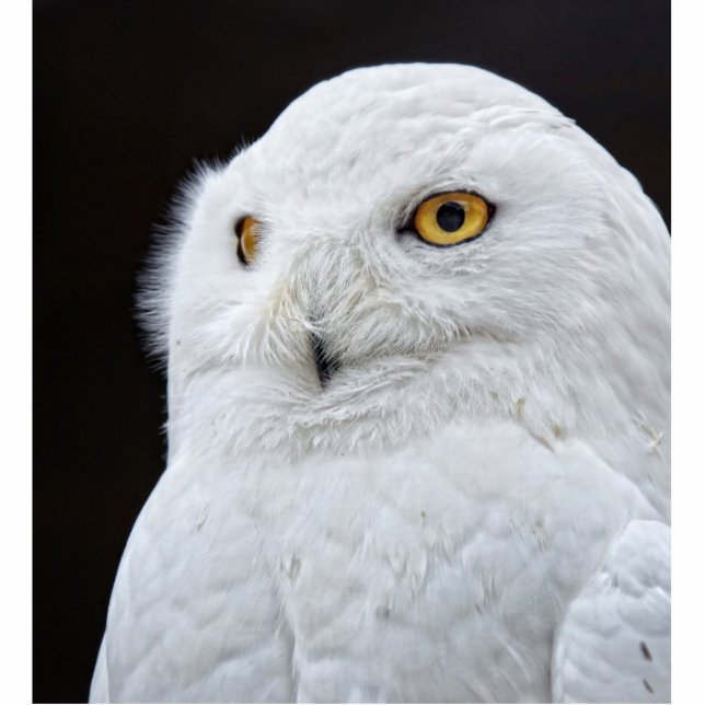 Photo Sculpture Chouette blanche (Devant)