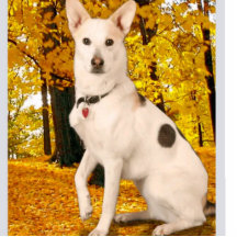 Concevoir une photo acrylique personnalisée de hau