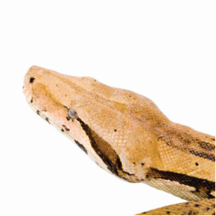 Photo Sculpture Constricteur de boa