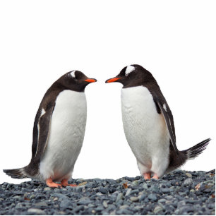 Photo Sculpture Couple pingouin