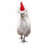 Photo Sculpture Cranky Silkie Bantam Poulet Noël du Père Noël<br><div class="desc">Vous connaissez quelqu'un qui devient grincheux à Noël ? Alors ce poulet à la silkie grincheux est pour eux !</div>