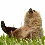 Photo Sculpture de grizzli ourson petit 8x10<br><div class="desc">Photo Sculpture de grizzli ourson cub 8x10 Créée par les ours</div>