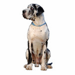 Photo Sculpture Dogge tache Nestor Coupe<br><div class="desc">Grand Dane Deutsche Dogge</div>