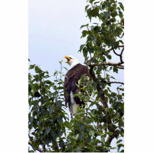 Photo Sculpture Eagle chauve dans l'arbre