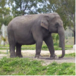 Photo Sculpture Eléphant asiatique doux<br><div class="desc">Qu'est-ce qui est si différent pour les éléphants asiatiques femmes ? Les éléphants asiatiques femelles manquent généralement de défenses visibles, tout comme les mâles de certaines populations, comme ceux du nord-est de l'Inde. De larges pieds rembourrés permettent de marcher tranquillement. De grandes oreilles, qui peuvent se flatter, aident ces énormes...</div>