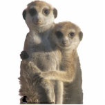 Photo Sculpture Étreindre de Meerkats - sculpture en photo<br><div class="desc">Savuka des favoris étreignant le loriot.
 La photo par Jane Dickson,  pris aux premiers amis se déclenchent au projet de Kalahari Meerkat en octobre 2008 
 Employez le menu droit pour choisir un aimant,  en attendant l'ornement,  la goupille ou le porte - clé au lieu d'une sculpture en photo !</div>