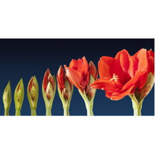 Photo Sculpture Fleur d'Amaryllis en fleurs