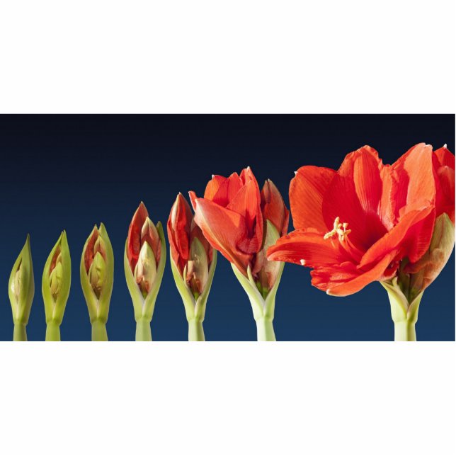Photo Sculpture Fleur d'Amaryllis en fleurs (Devant)