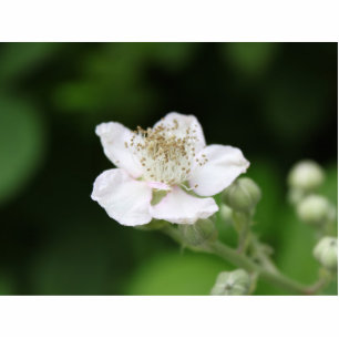 Photo Sculpture Fleur de framboise blanc sauvage.