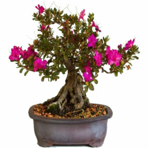 Photo Sculpture Florecitas Rosas