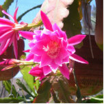 Photo Sculpture Fucsia Epiphyllum<br><div class="desc">Pris au parc de safari de San Diego</div>