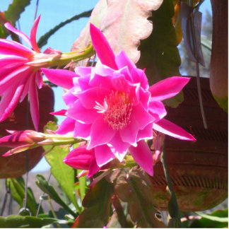 Photo Sculpture Fucsia Epiphyllum
