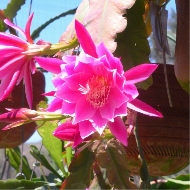 Photo Sculpture Fucsia Epiphyllum (Devant)