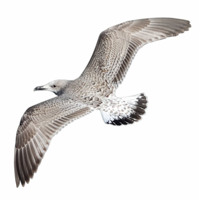 Photo Sculpture Goéland volant (Devant)