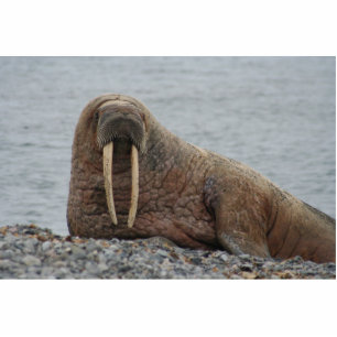 Photo Sculpture Grand morse sur des roches