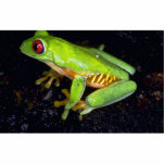 Photo Sculpture Grenouille d'arbre aux yeux rouges, Costa Rica<br><div class="desc">Grenouille d'arbre aux yeux rouges,  Costa Rica
 Belle grenouille d'arbre aux yeux rouges,  cadeau du Costa Rica de notre collection.</div>