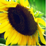 Photo Sculpture Gros plan Photo d'un tournesol<br><div class="desc">Photo d'un tournesol créé dans une statuette pour votre bureau ou votre maison.</div>