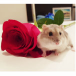 Photo Sculpture Hamster avec un rose<br><div class="desc">Une photo d'un hamster nain mignon à côté d'un rose rouge</div>