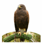 Photo Sculpture Harris Hawk<br><div class="desc">Cette sculpture photo est d'un faucon Harris. Fabriqué en acrylique avec un support noir,  c'est une excellente pièce de conversation. la taille finale est une approximation car elle varie en fonction de la coupe de l'image.</div>