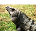 Photo Sculpture Iguana, Tulum, Mexique<br><div class="desc">Iguana,  Tulum,  Mexique</div>