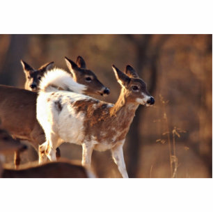 Photo Sculpture Jeunes cerfs communs pies