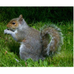 Photo Sculpture Jolie sculpture d'écureuil fuzzy<br><div class="desc">Great for yourself and to give as toxits.</div>