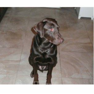 Photo Sculpture Laboratoire de chocolat !