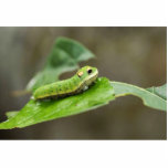 Photo Sculpture Larve de papillon de machaon de Spicebush<br><div class="desc">Larve de papillon de machaon de Spicebush
Larve de papillon de machaon de Spicebush. Le parc animalier a ceci et beaucoup d'autres grands produits avec des insectes pour tous les animal familier et amoureux des animaux.</div>