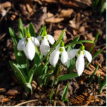 Photo Sculpture Les chutes de neige au soleil<br><div class="desc">Les chutes de neige au soleil du jardin. Le premier messager du printemps,  son nom latin est Galanthus.</div>