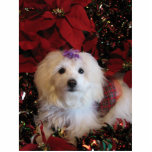 Photo Sculpture LhasaPoo<br><div class="desc">Chien mignon habillé pour les vacances</div>