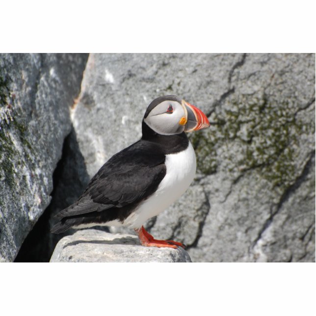 Photo Sculpture Macareux sur la sculpture en roches (Devant)