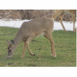 Photo Sculpture Mains de dieux<br><div class="desc">Un cerf commun alimentant sur l'herbe</div>