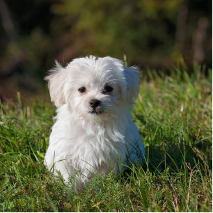 Photo Sculpture maltese puppy in grass