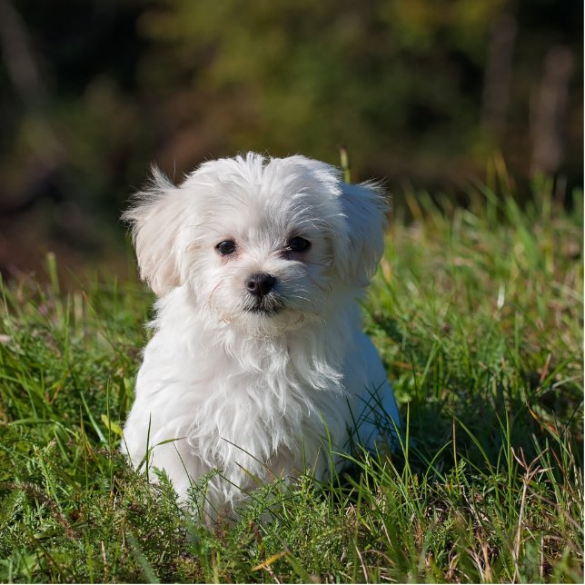 Photo Sculpture maltese puppy in grass (Devant)