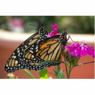 Photo Sculpture Monarch Twins #1-photo sculpture