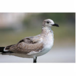 Photo Sculpture Mouette Sculputre<br><div class="desc">Sculpture en mouette posant juste parfait pour l'appareil-photo.</div>