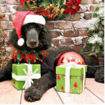 Photo Sculpture Noël - caniche standard - Bronco<br><div class="desc">Traité à choyer par Teagarden,  j'étais là pour photographier ce chien de caniche standard pour lui est portrait de vacances de Noël.  Pour voir le reste de ce photoshoot visitez www.SayWoofPetography.photoreflect.com</div>