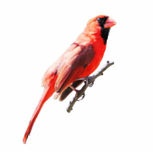 Photo Sculpture Northern Cardinal