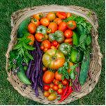Photo Sculpture Panier de récolte de légumes<br><div class="desc">Panier de légumes frais - tomates héritières,  poivrons chauds,  haricots,  concombres,  courgettes et herbes fraîches - cultivé dans un jardin biologique</div>