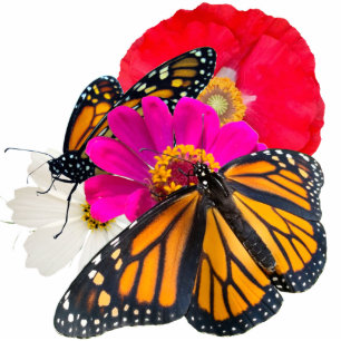Photo Sculpture Papillons Monarque et fleurs Sculpture