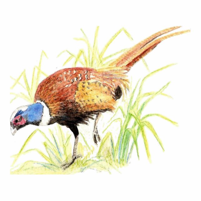 Photo Sculpture Phéasant, Clavier, Onament, Aimant ou Épingle (Devant)