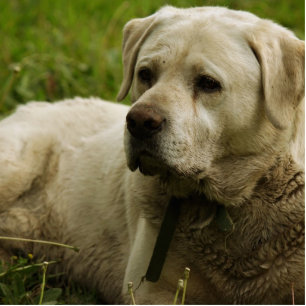 Photo Sculpture Photo du Labrador