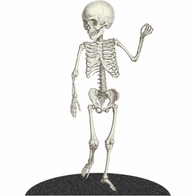 Photo Sculpture Photosculpture découpée de squelette enfant 5x7 (Devant)