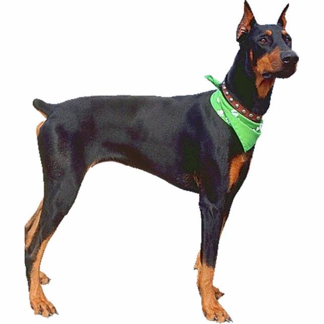 Photo Sculpture Pinscher de dobermann (Devant)