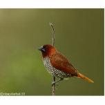 Photo Sculpture pinson d'épice<br><div class="desc">un oiseau coloré comme art !</div>