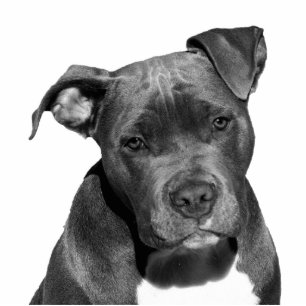 Photo Sculpture Pitbull du Staffordshire