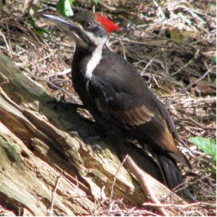 Photo Sculpture Pivert de Pileated