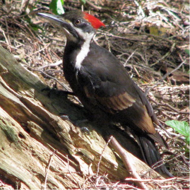 Photo Sculpture Pivert de Pileated (Devant)