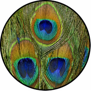 Photo Sculpture Plumes de paon